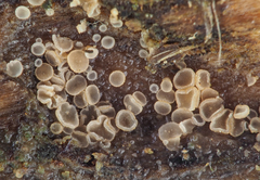 Cistella dentata