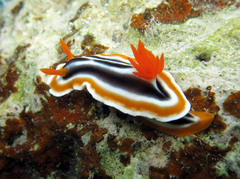 Chromodoris magnifica