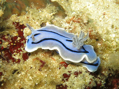 Chromodoris willani
