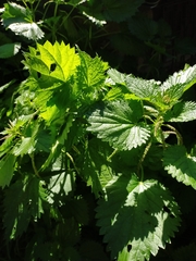 Urtica membranacea