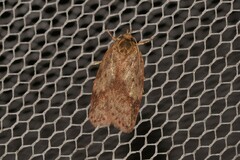 Oligoloba severa