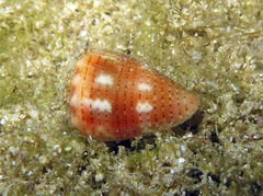 Conus miliaris