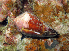 Conus vexillum