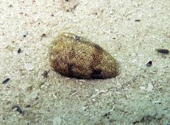 Conus arenatus