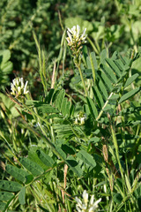 Astragalus boeticus