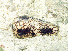 Conus omaria