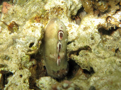 Cryptoplax larvaeformis