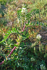 Astragalus boeticus