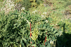 Astragalus boeticus