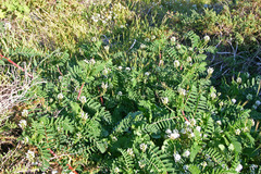 Astragalus boeticus