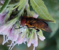 Phasia hemiptera