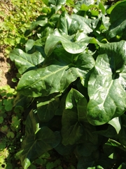 Arum italicum