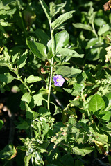 Convolvulus siculus