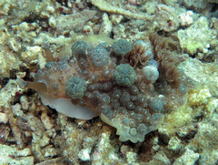 Dendrodoris tuberculosa
