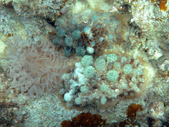 Dendrodoris tuberculosa