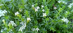 Asperula conferta