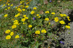Potentilla grandiflora