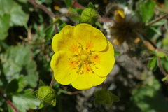 Potentilla grandiflora