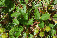 Potentilla grandiflora