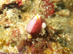 Dentiovula dorsuosa