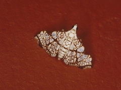 Glyphodes floridalis