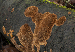 Fuscoporia ferruginosa