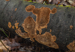 Fuscoporia ferruginosa