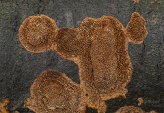 Fuscoporia ferruginosa
