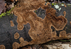 Fuscoporia ferruginosa
