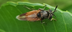Hoplitimyia