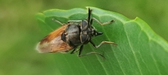 Hoplitimyia