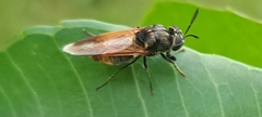 Hoplitimyia