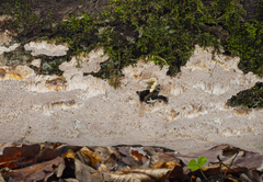 Haploporus tuberculosus