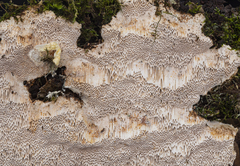 Haploporus tuberculosus