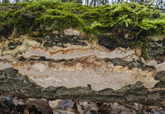 Haploporus tuberculosus