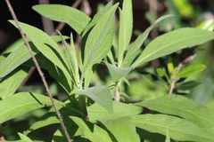 Cheirolophus sempervirens