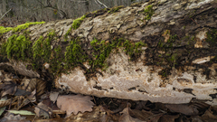 Haploporus tuberculosus