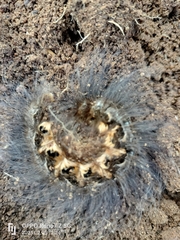Tumicla sagenaria