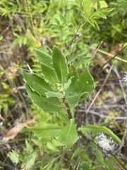 Dimorphotheca ecklonis