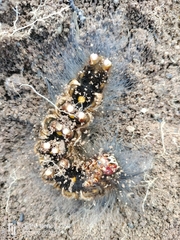 Tumicla sagenaria