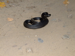 Vipera nikolskii
