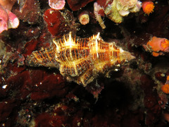 Latirus
