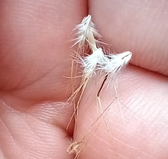 Rytidosperma caespitosum