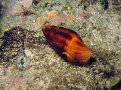 Nebularia