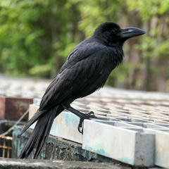 Corvus macrorhynchos levaillantii