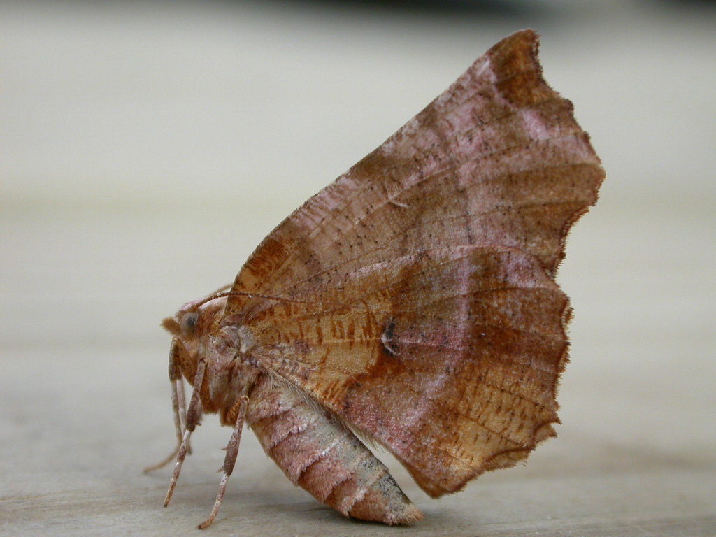 Early Thorn