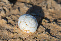 Sphincterochila
