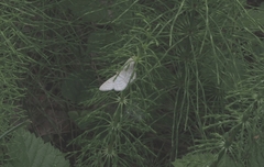 Idaea pallidata