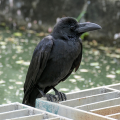 Corvus macrorhynchos levaillantii