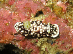 Goniobranchus geometricus